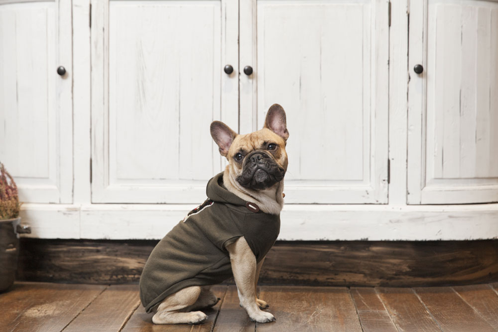 Mascoboutique tienda abrigos perros Madrid